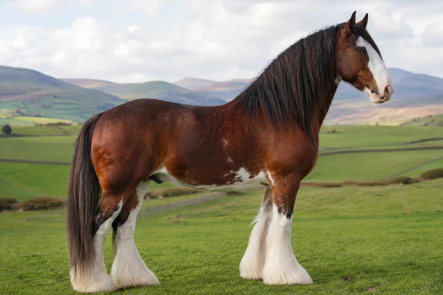 Bay Abyssinian horse, in profile, standing in a mountainous Ethiopian landscape, showing its compact and robust silhouette.