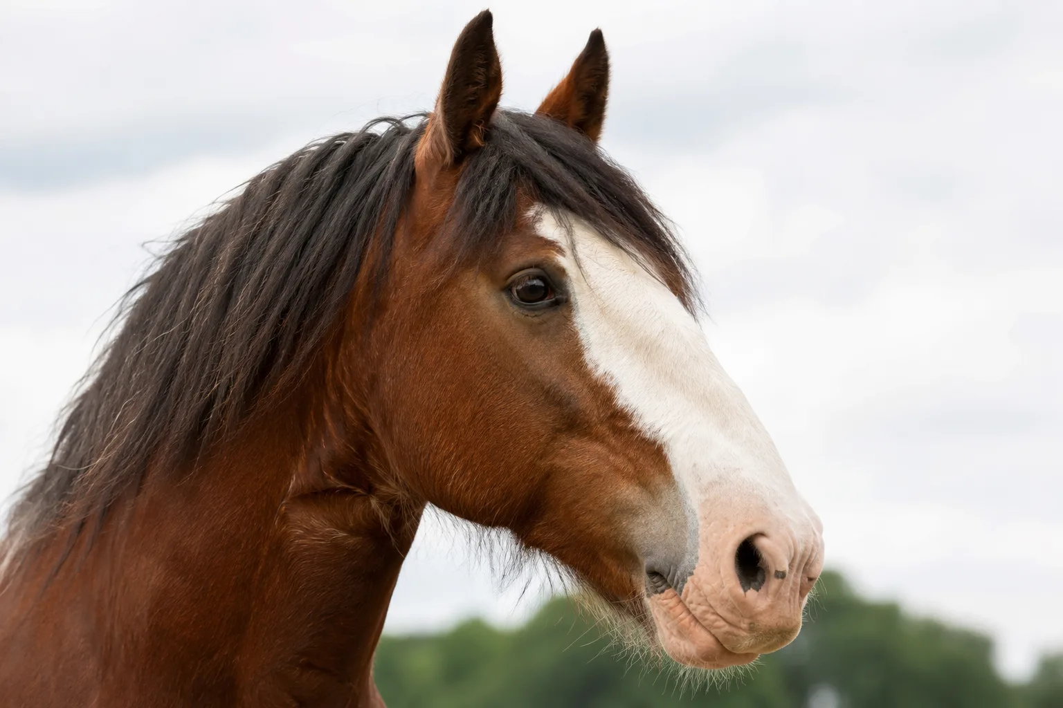 Close-up of an Abyssinian horse's head, showing its straight profile and expressive eyes.
