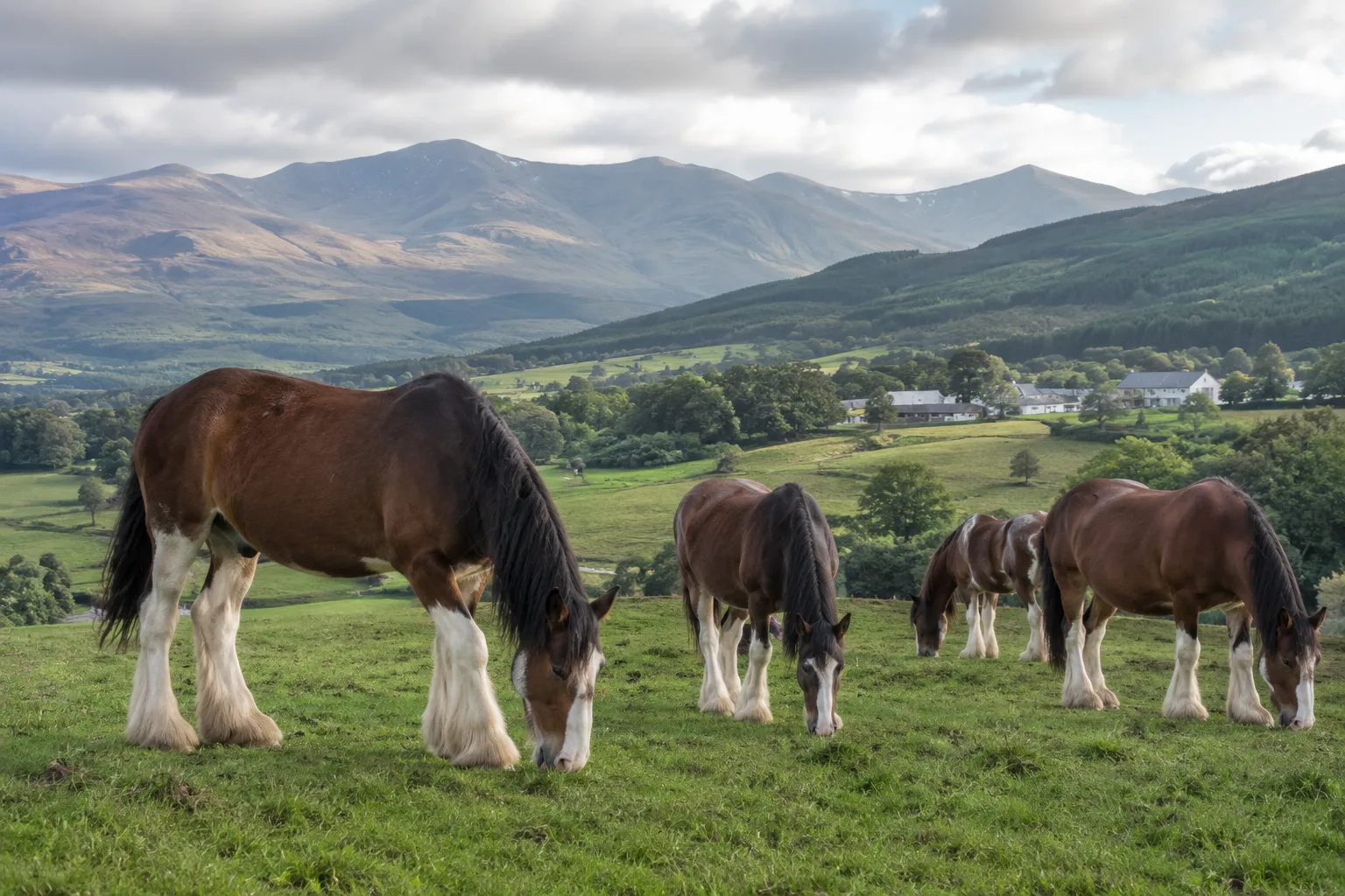 Herd of Abyssinian horses grazing in a pasture in the Ethiopian highlands, natural ambiance.