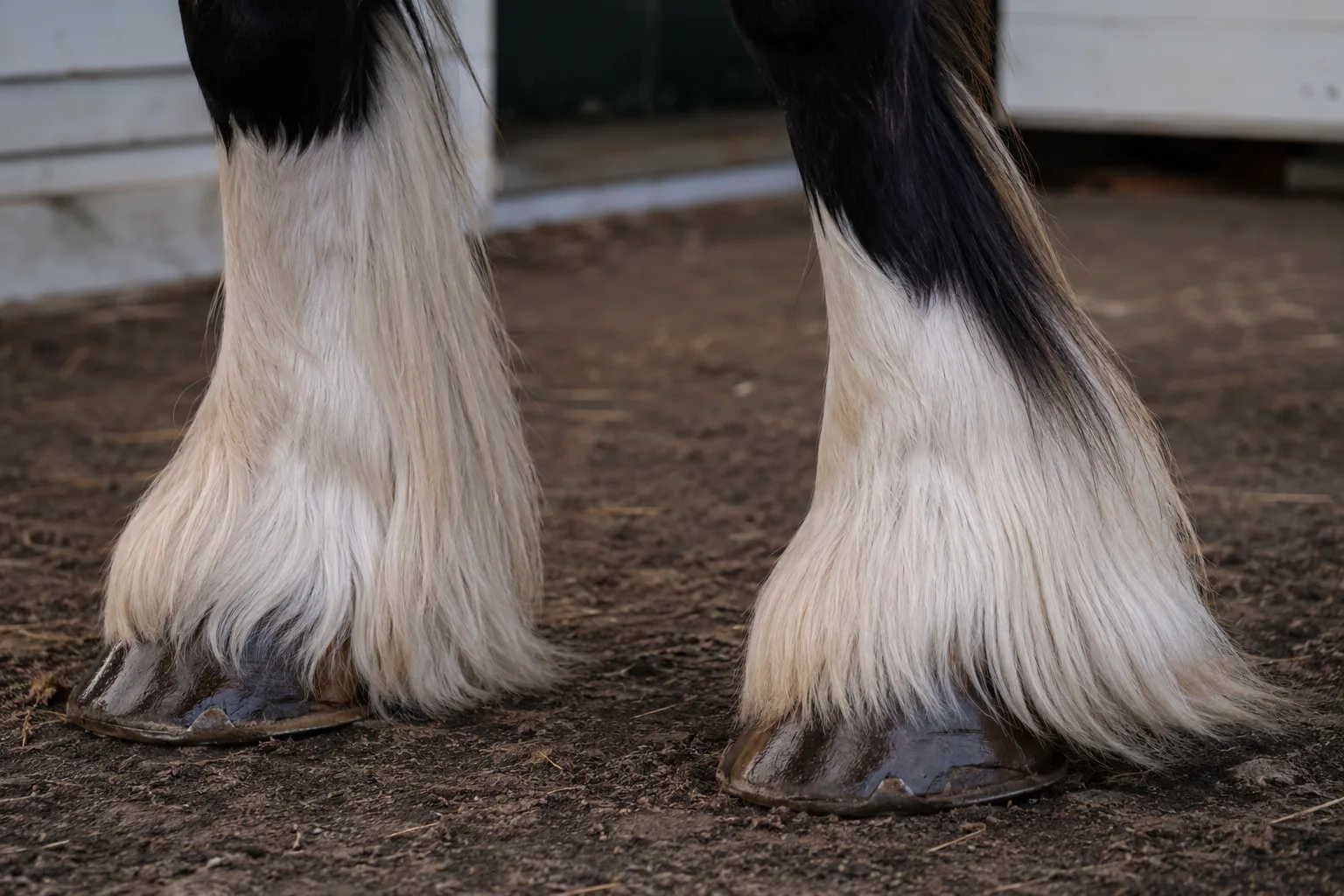 Black Abyssinian horse, highlighting its short coat and hard, tough hooves.