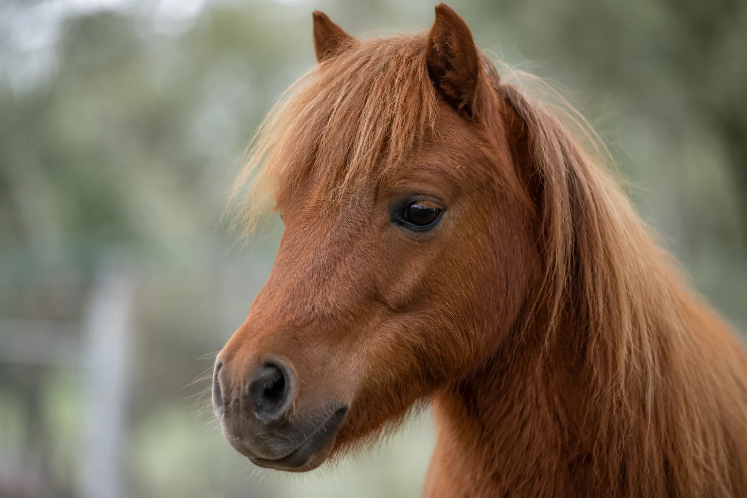 Close-up of an Adaev horse's head, lively eyes and straight profile