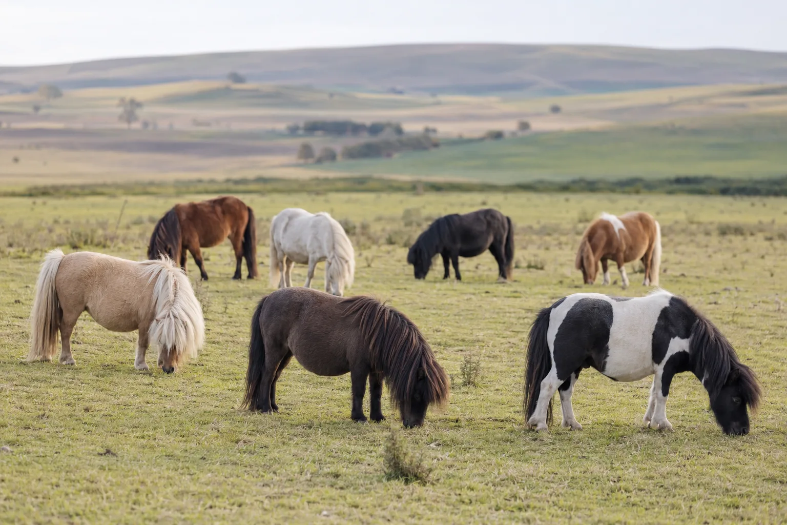 Herd of Adaev horses grazing in an arid landscape of Kazakhstan