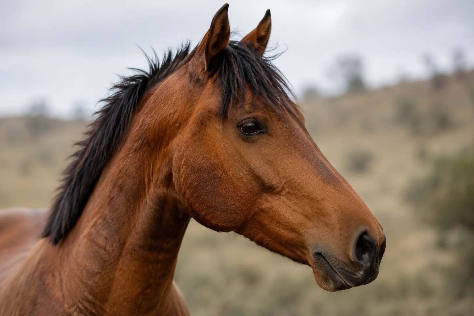 Close-up portrait of an Aegidienberger's head, showing its lively eyes and straight profile.