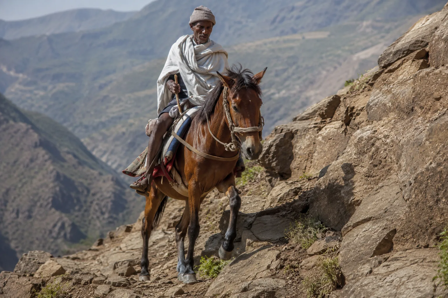 An Aegidienberger in full tölt with its rider, demonstrating the comfortable and dynamic gait.