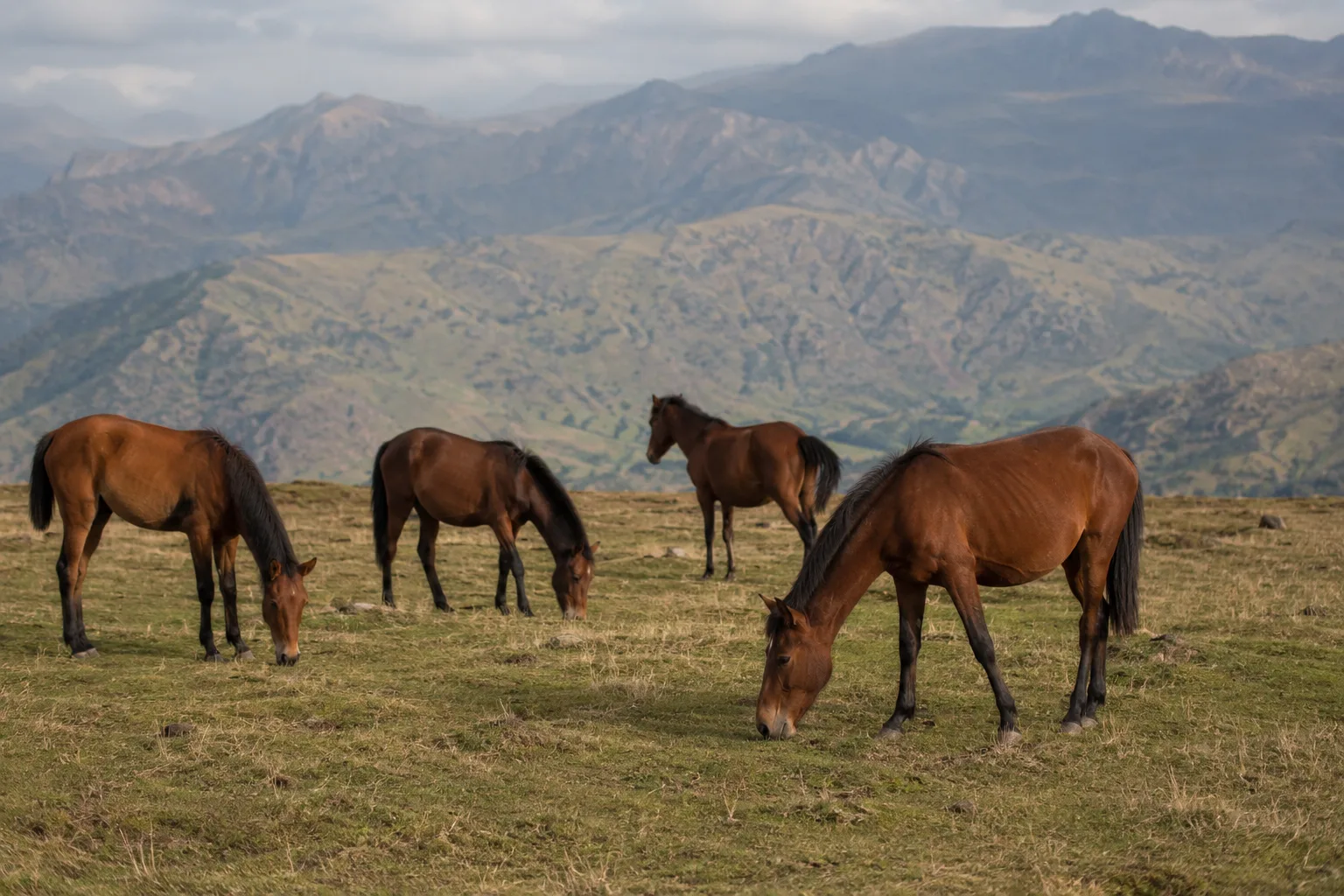 Two Aegidienberger horses grazing in a German countryside landscape, under a clear sky.