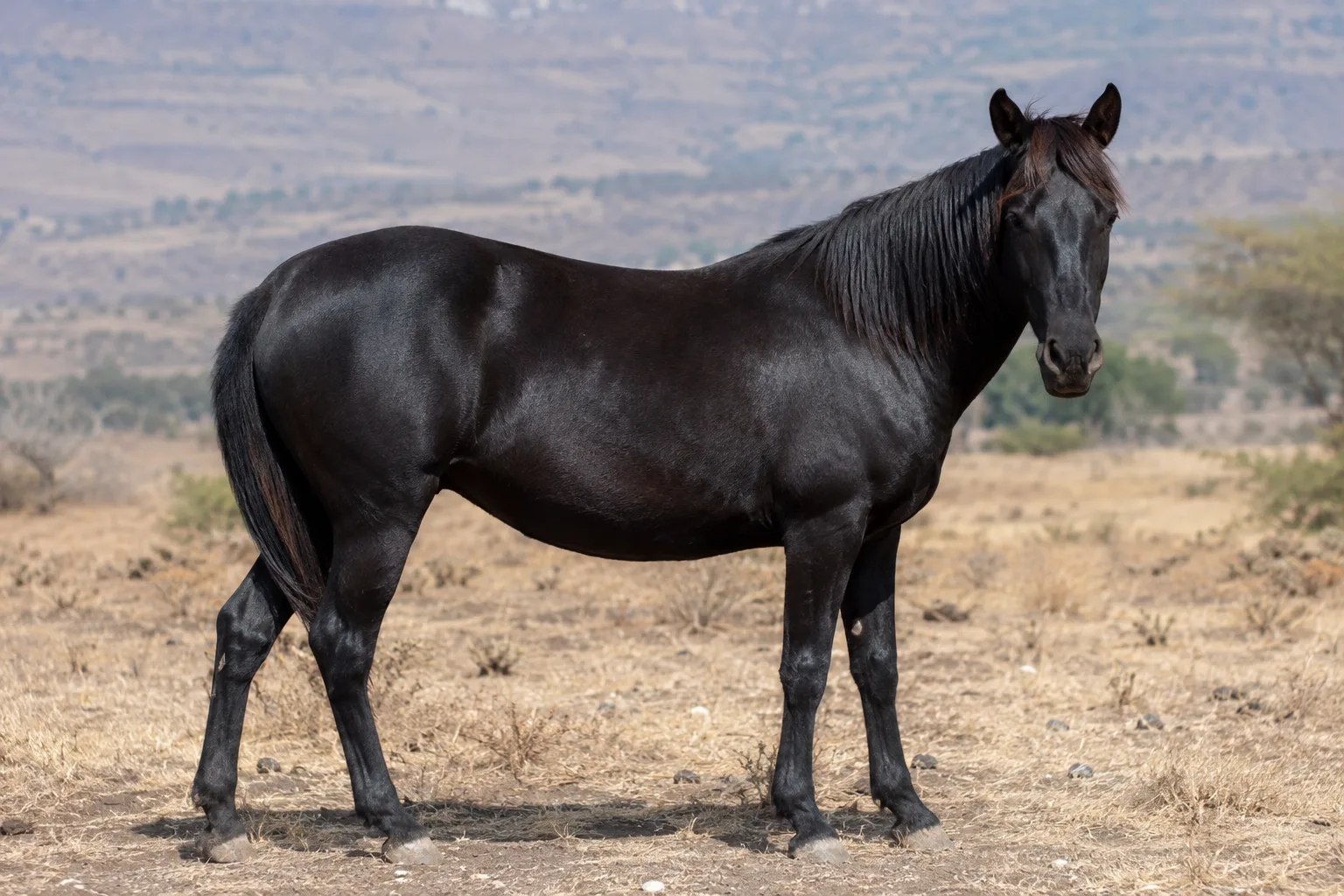 A palomino Aegidienberger, highlighting its light mane and tail.