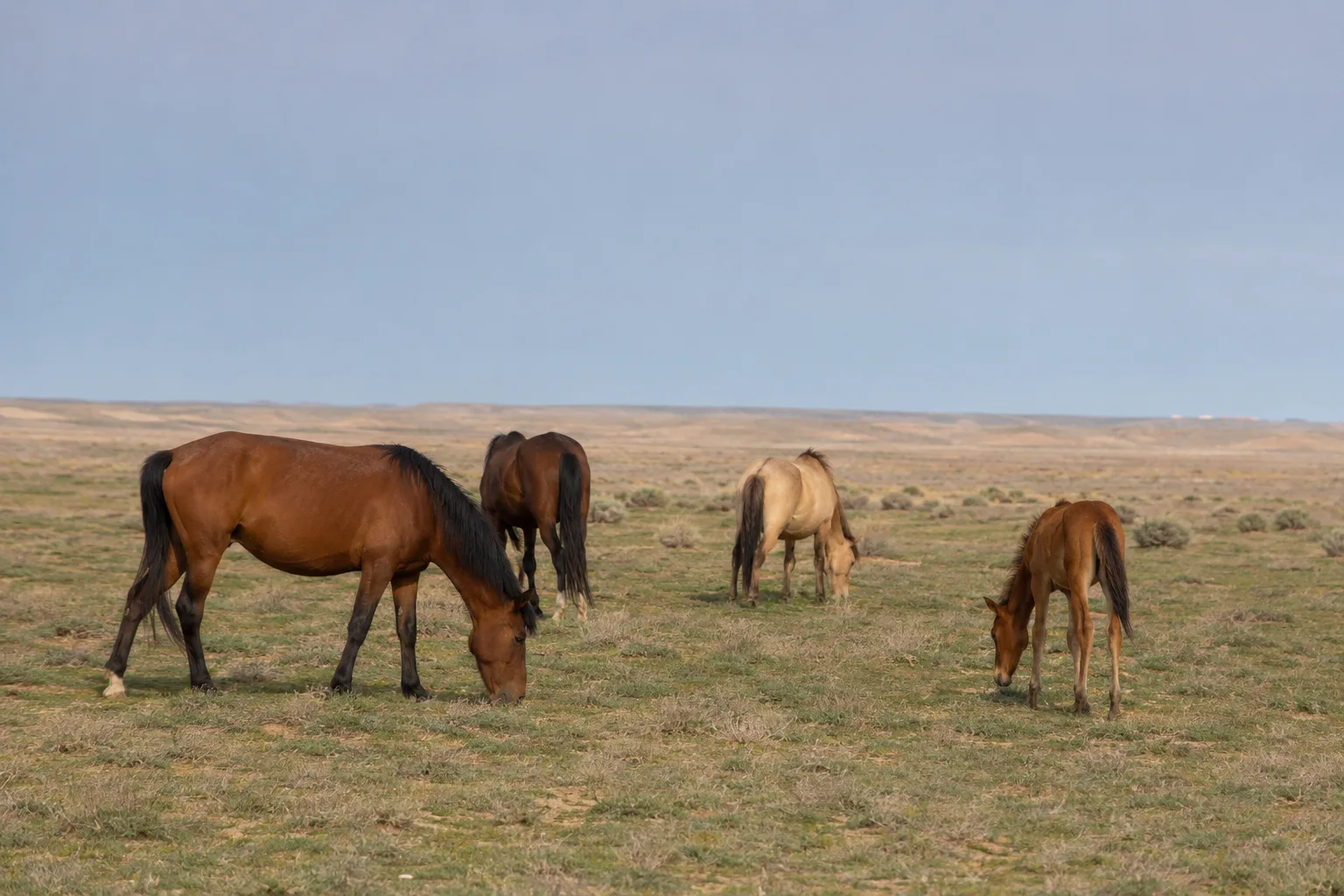 Herd of Akhal-Teke horses of various coats (perlino, black, chestnut) grazing peacefully in a large green meadow.