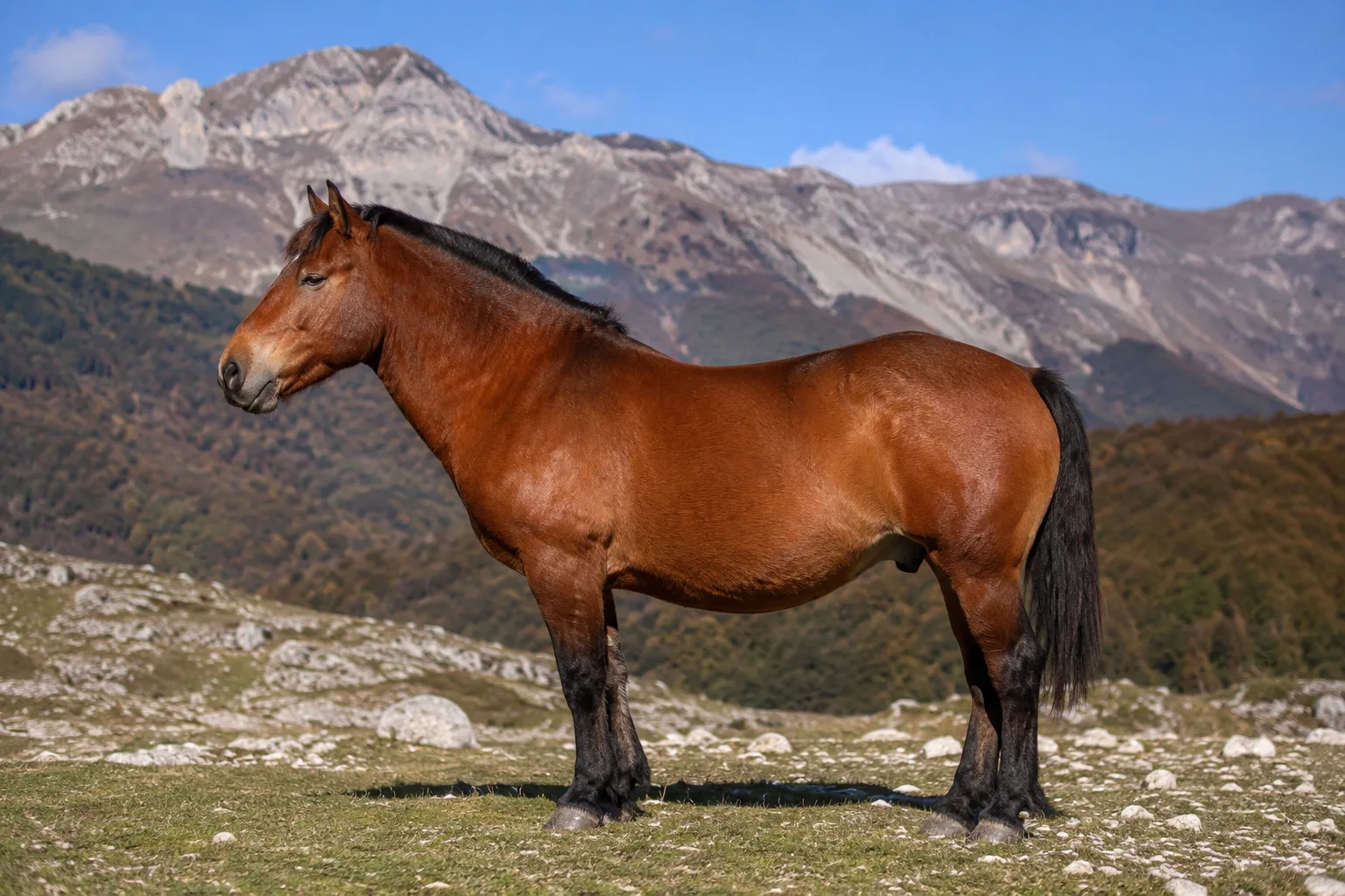 Bay Albanian horse, in profile, in a mountainous landscape, showing its compact and robust conformation.