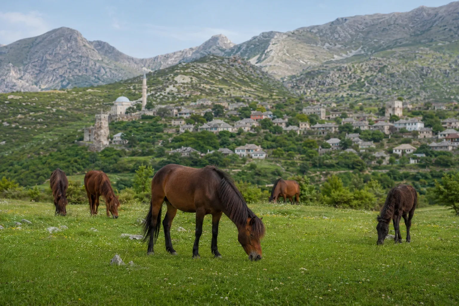 A small herd of Albanian horses grazing in a lush mountain meadow, with an Albanian village in the background.