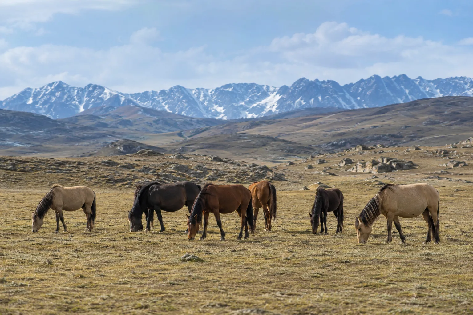 Herd of Altai horses grazing in the Altai mountains