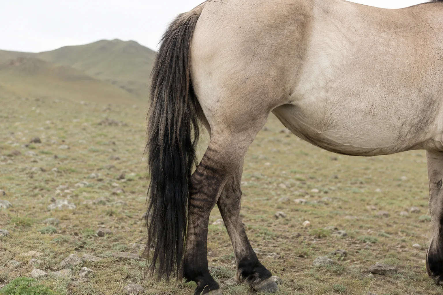 Detail of an Altai horse's grullo dun coat with a dorsal stripe and leg barring