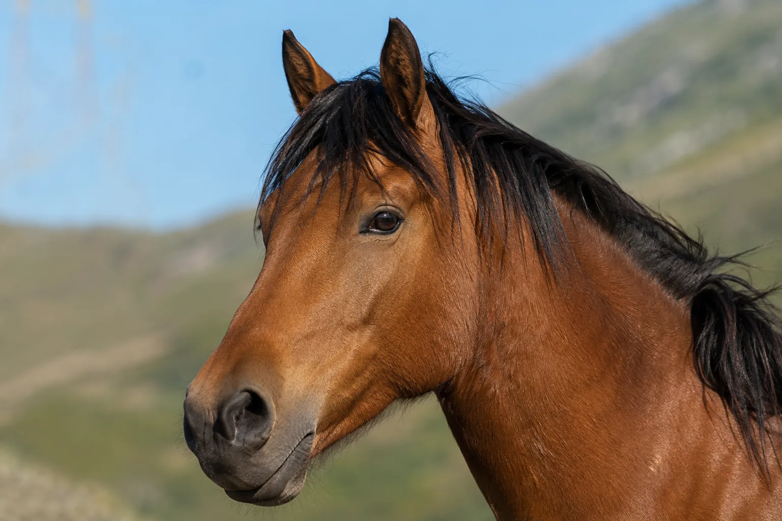 Close-up portrait of an Alter Real horse's head, bay coat, highlighting its lively eyes and noble profile.