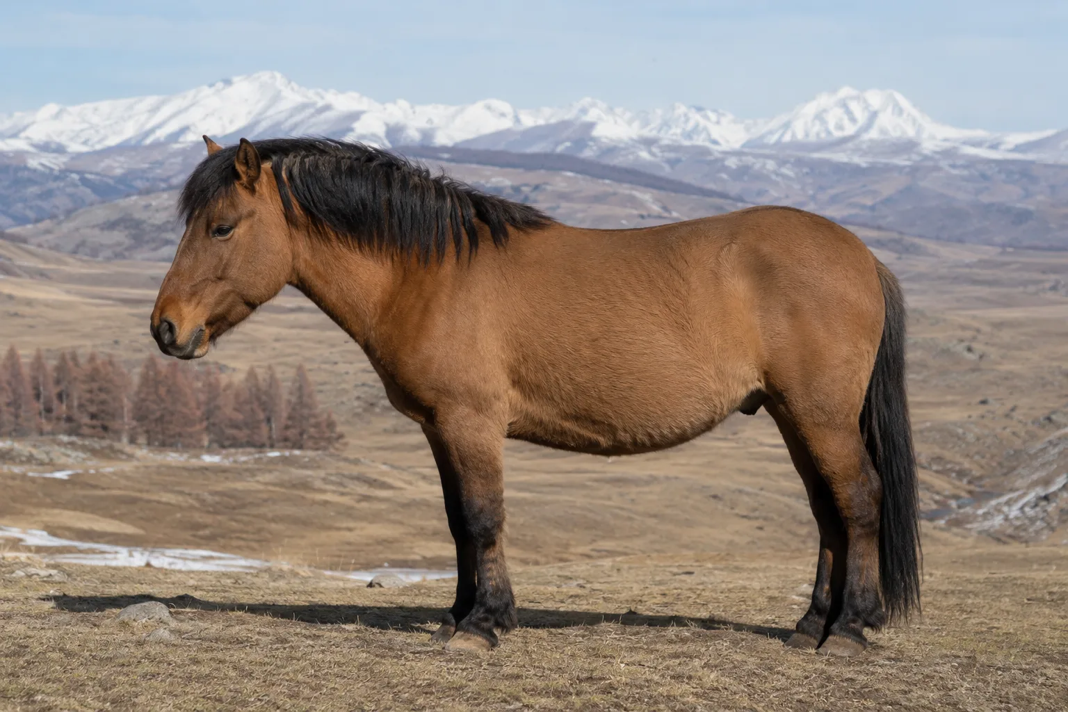 Bay American Bashkir Curly horse, in profile, in a lush green meadow, showing its characteristic curly coat and robust conformation.