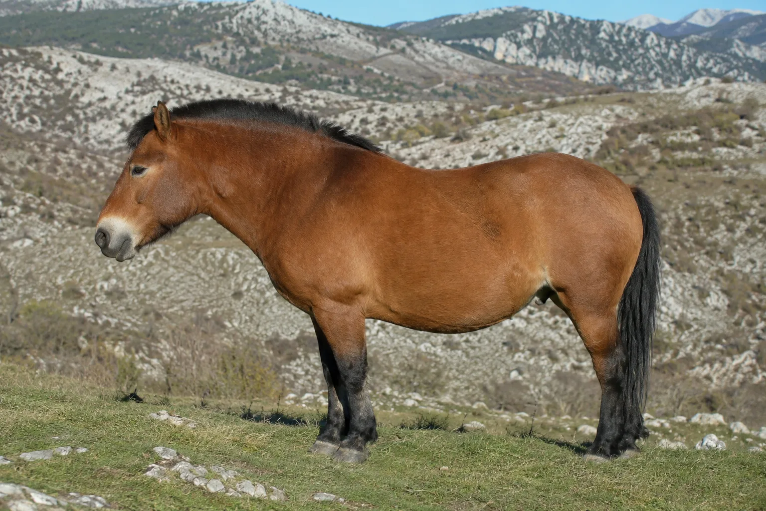 Chestnut American Belgian Draft horse with flaxen mane and tail, in profile, in a lush green pasture.