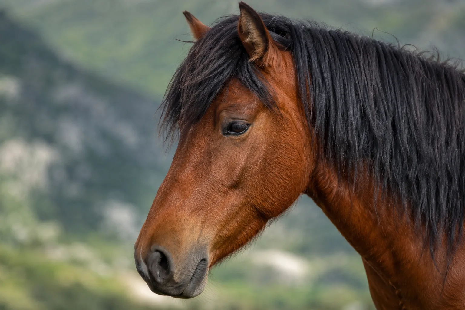 Close-up portrait of an American Belgian Draft's head, showing its gentle eyes and straight profile.