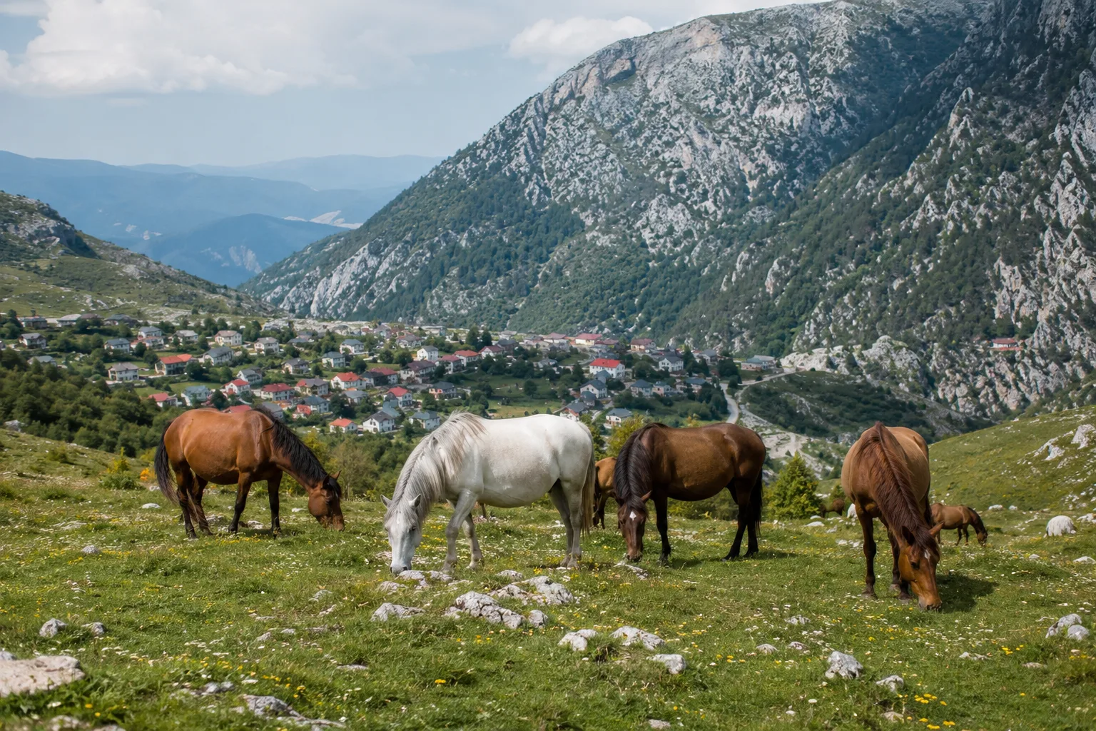 Herd of American Belgian Drafts (chestnut and roan) grazing peacefully in a large pasture.