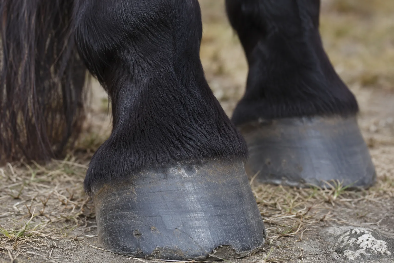 Detail of the hind limbs and feathers of a roan American Belgian Draft.