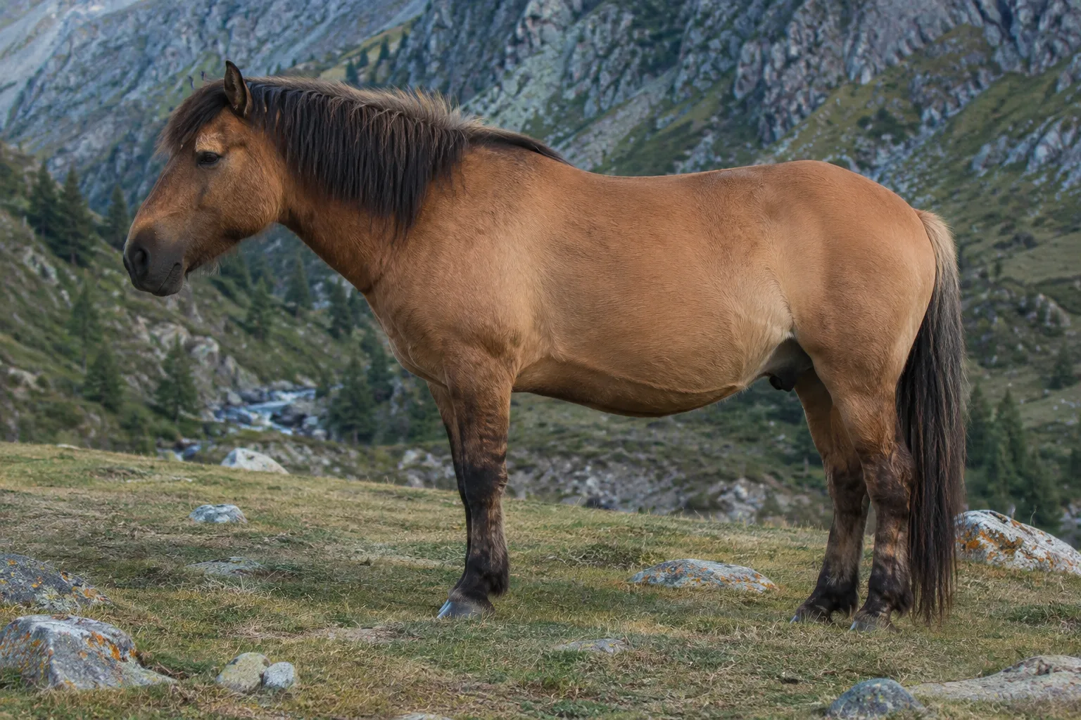 Realistic photo of a full-body American Cream Draft, in profile, in a green meadow, showing its golden cream coat, white mane, and tail.