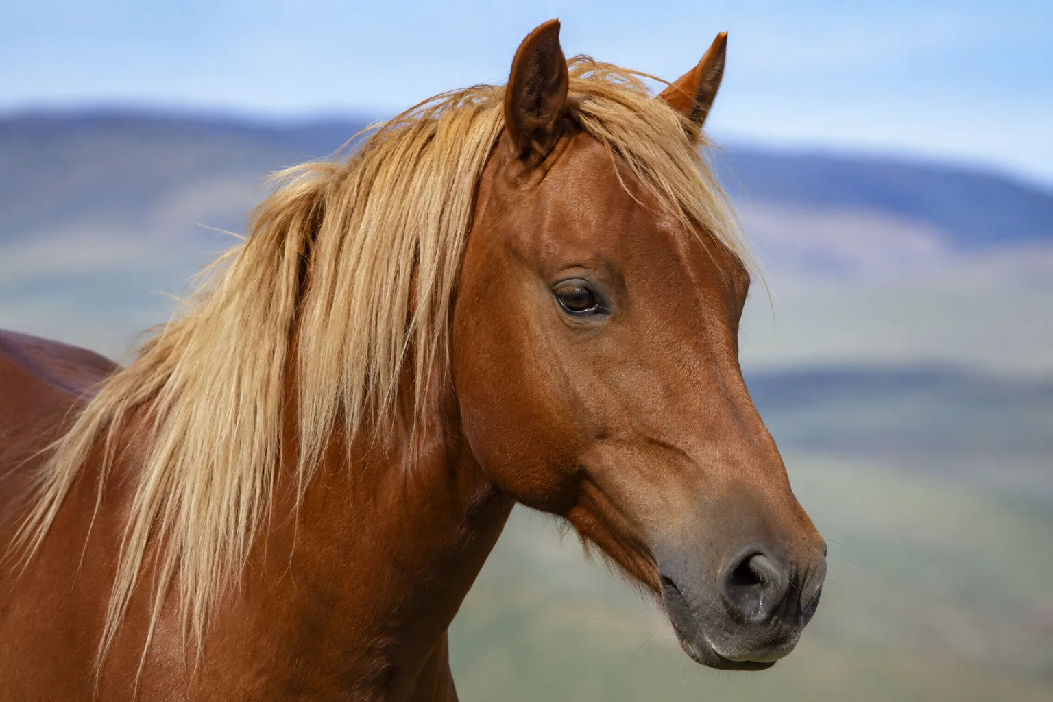 Close-up portrait of an American Cream Draft's head, highlighting its amber eyes, straight profile, and pink skin.