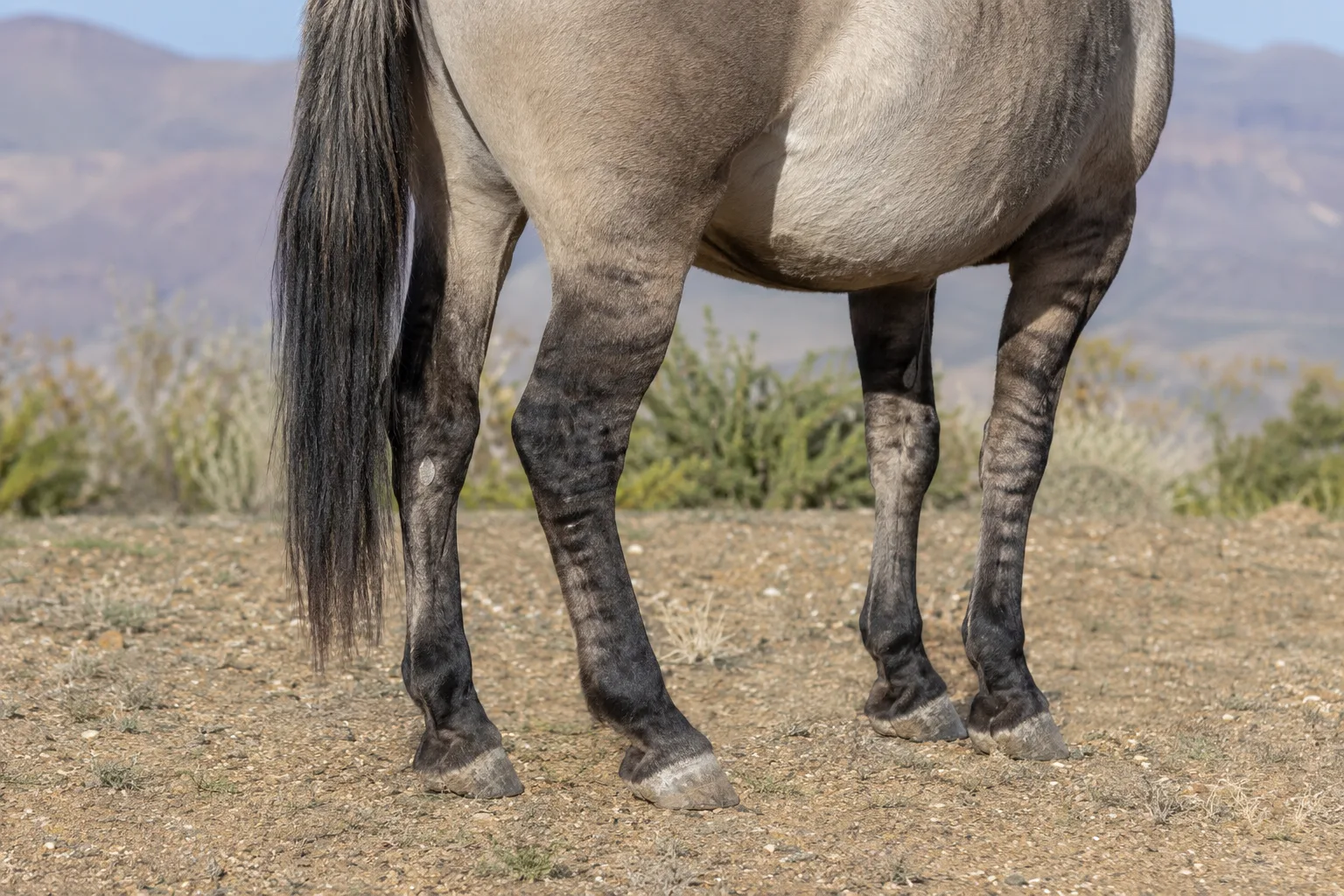 Close-up of an American Cream Draft's white mane and tail, highlighting the texture and color of its cream coat.
