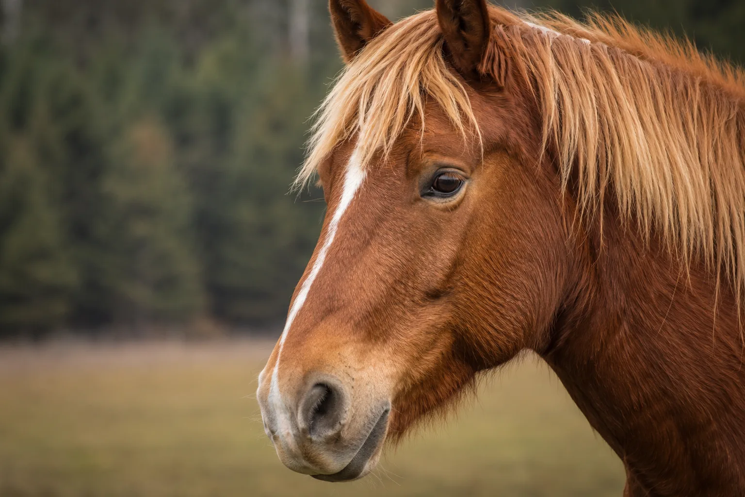 Close-up of an American Indian Horse's head, showing its lively eyes and straight profile.