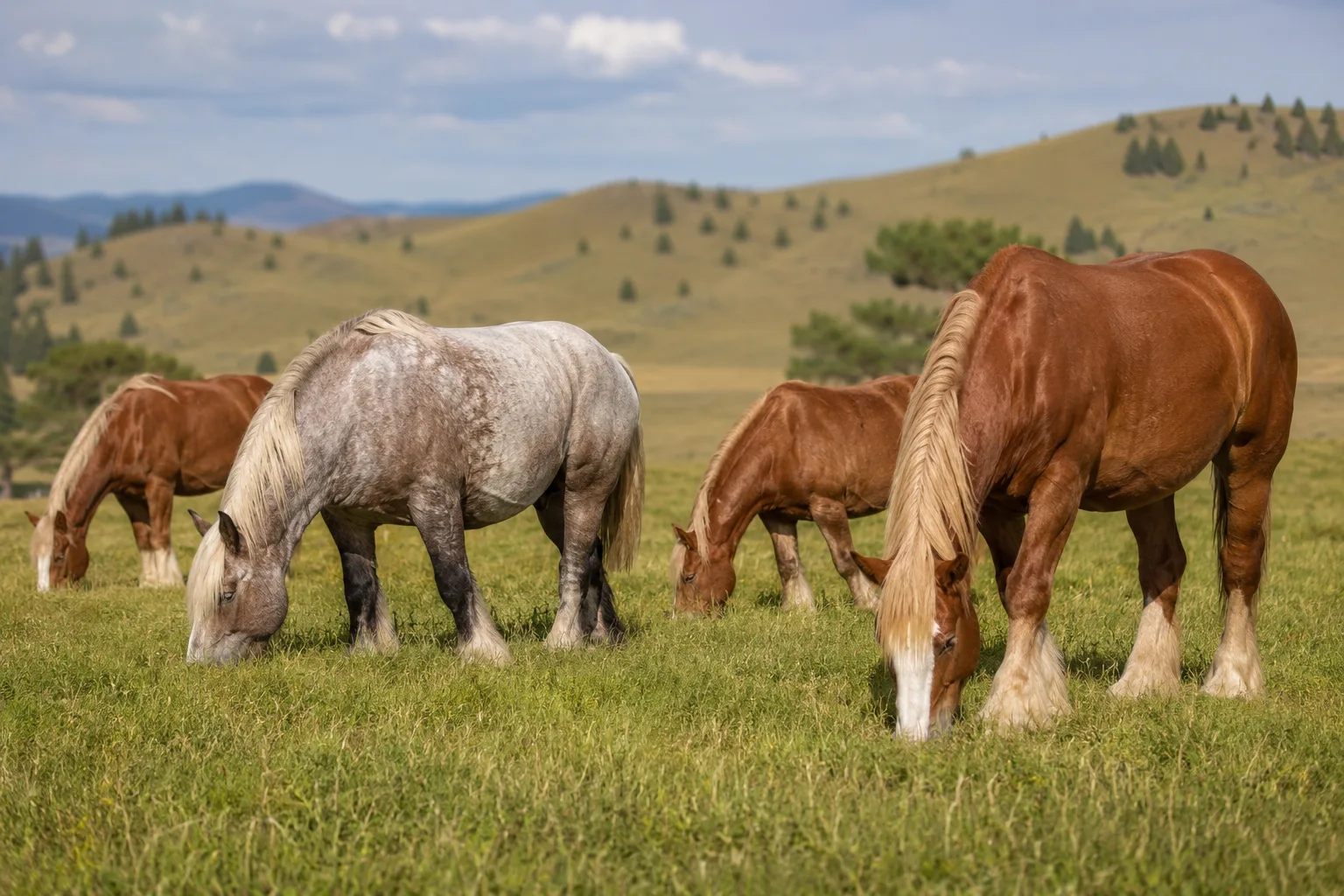 Herd of American Indian Horses (including an Appaloosa) grazing peacefully in a large meadow.