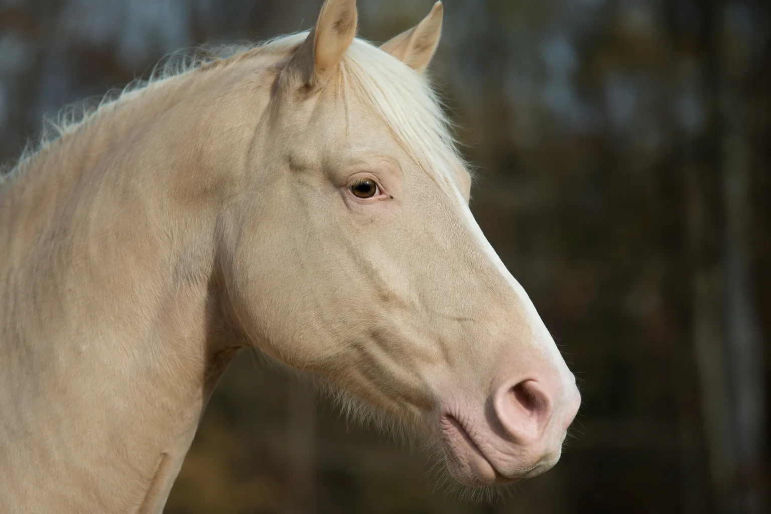 Close-up of an American Miniature Horse's head, showing its large expressive eyes and straight profile.