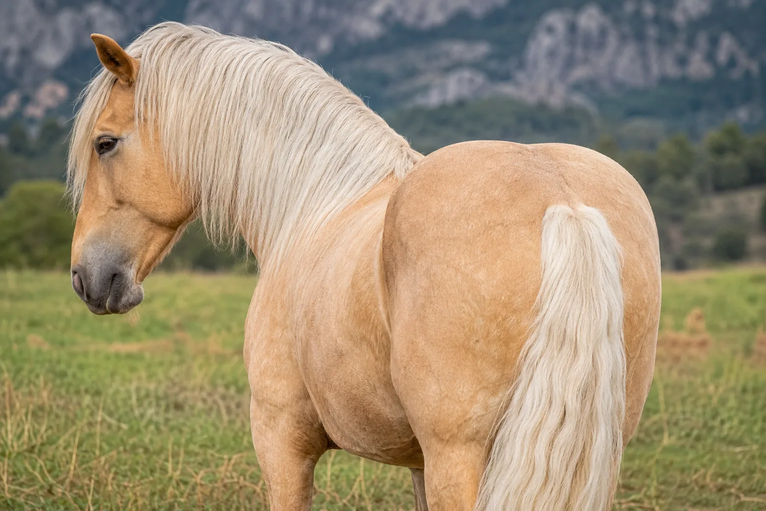 Palomino American Miniature Horse, with a very long, light mane and tail.