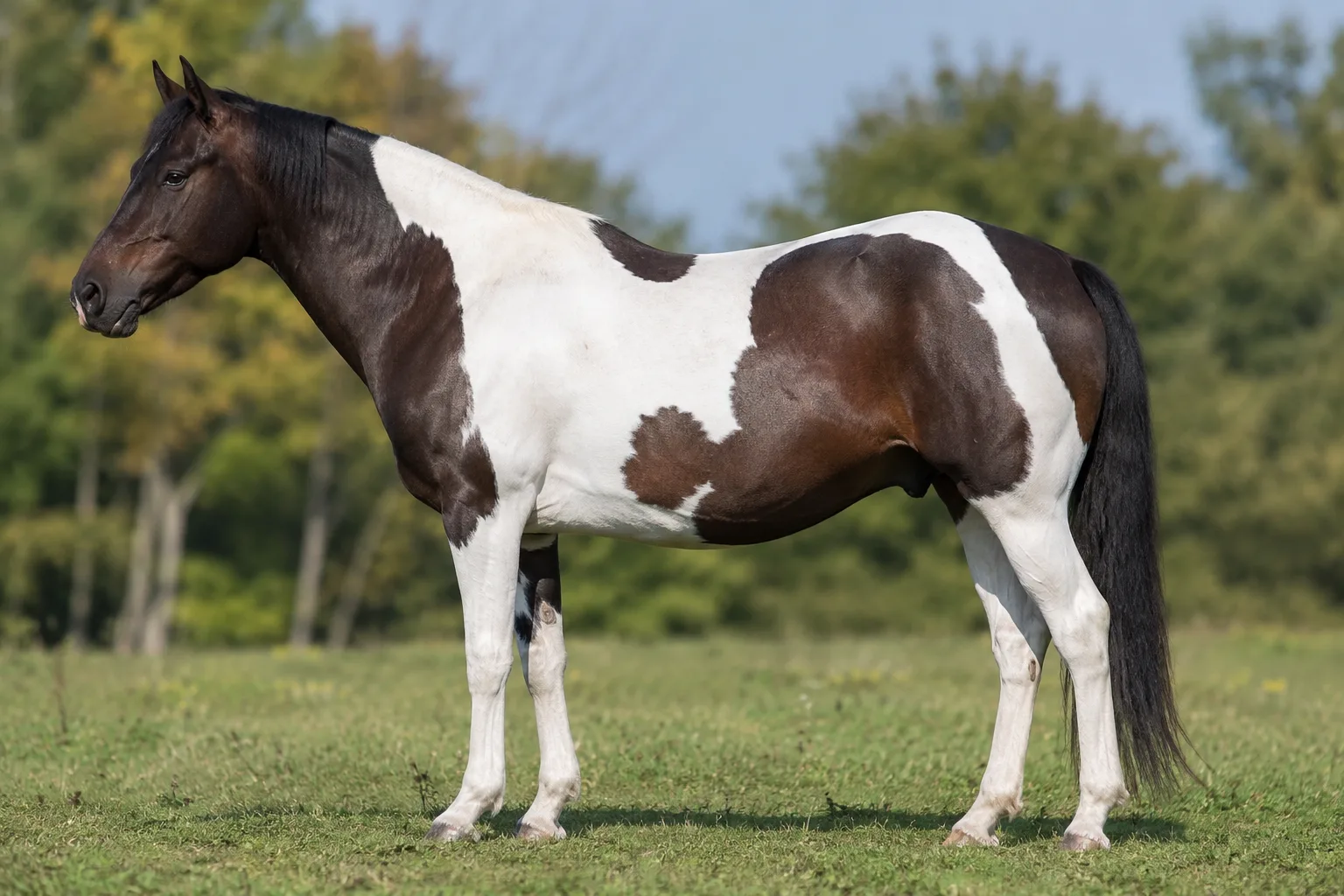 Photo of a Tobiano American Paint Horse, in profile, in a green pasture, showing its compact musculature and expressive head.