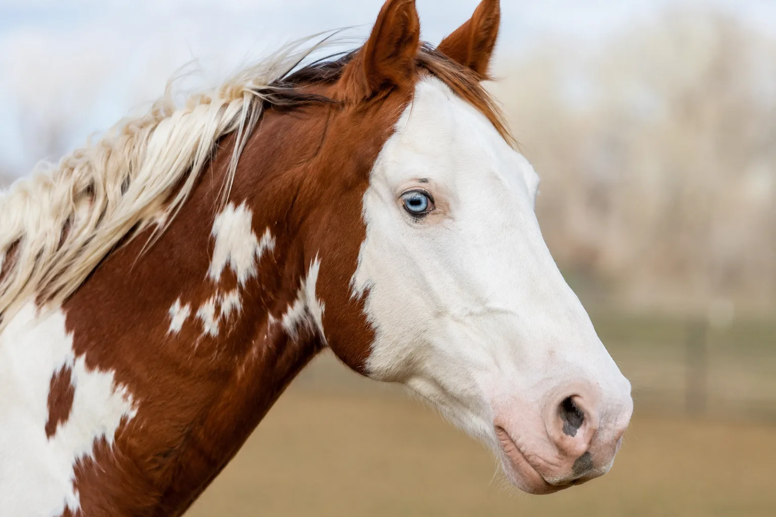 Close-up of an Overo American Paint Horse's head, with a wide white blaze, blue eyes, and wide nostrils.