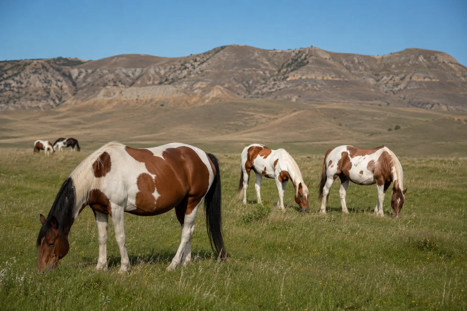 Several American Paint Horses of different coat patterns grazing peacefully in a large sunny pasture, with hills in the background.