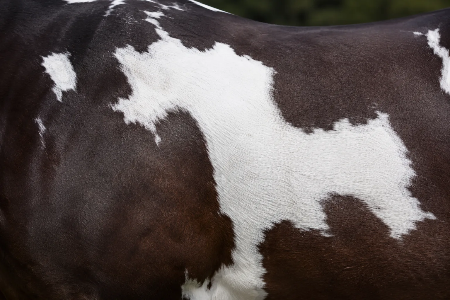 Detail of an American Paint Horse's Overo coat pattern, showing the irregular white patches on a dark background and the texture of the hair.