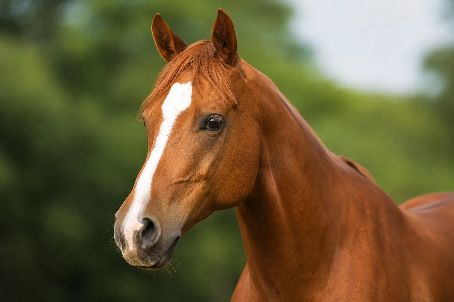 Close-up portrait of an American Quarter Horse's sorrel head, highlighting its large expressive eyes and straight profile.