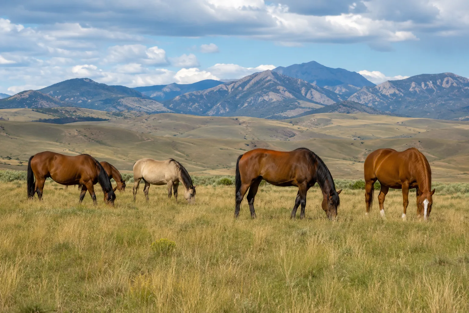 Herd of American Quarter Horses of different coat colors (bay, sorrel, dun) grazing peacefully in a vast American West pasture.