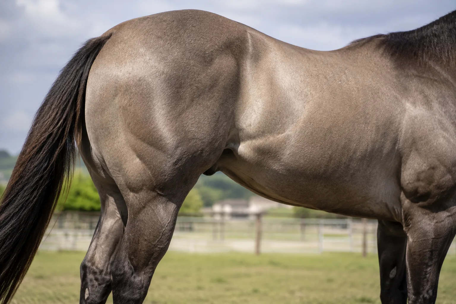 Close-up of the very muscular hindquarters and hind legs of a grullo American Quarter Horse, illustrating its characteristic power.