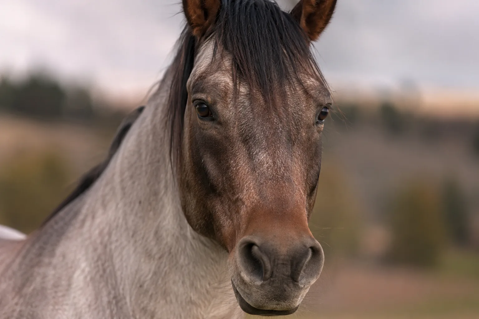 Close-up of an American Saddlebred's chestnut head, showing its large expressive eyes and straight profile.