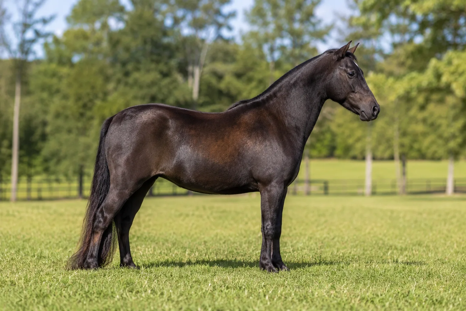 Photo of an elegant and refined bay American Shetland Pony, in profile in a green meadow.