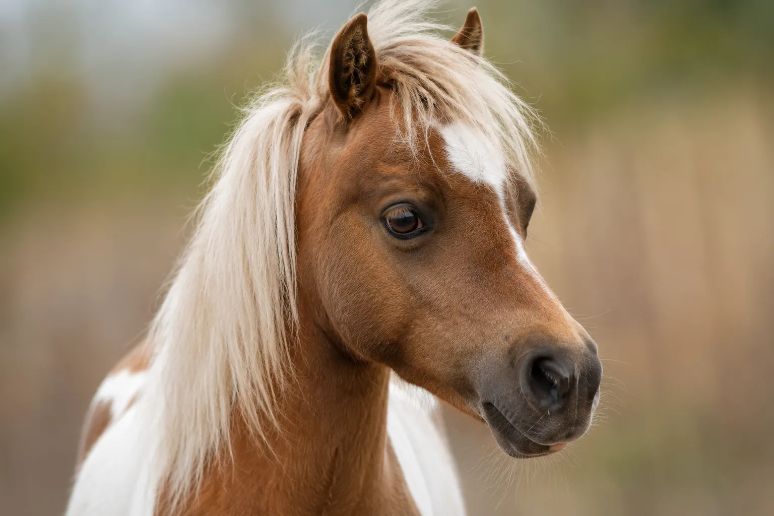 Close-up of the refined head of an American Shetland Pony, showing its large, expressive eyes.