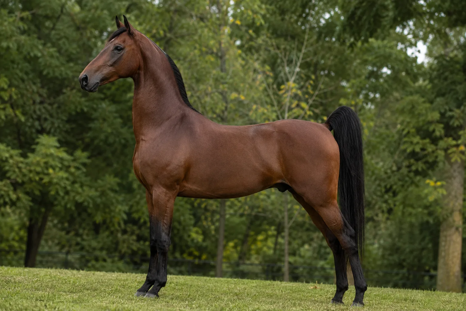 Bay American Walking Pony, in profile, in a lush green meadow, showing its elegant silhouette and harmonious proportions.