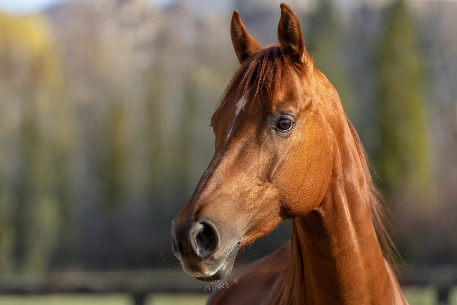 Close-up portrait of an American Walking Pony's head, highlighting its large expressive eyes and straight profile.