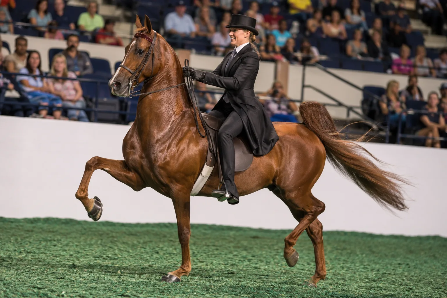American Walking Pony in action, performing its characteristic 'running walk' with a rider, demonstrating the fluidity of its gait.
