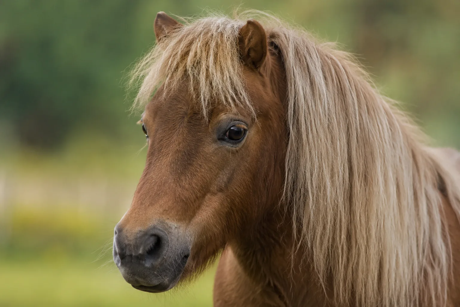 Close-up portrait of an American Warmblood's head, showing its large expressive eyes and straight profile.