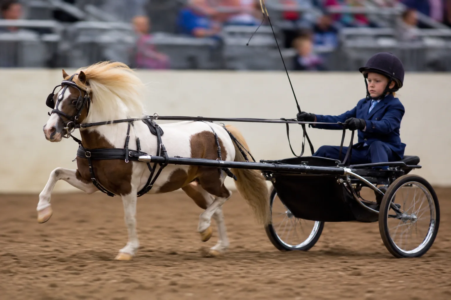 American Warmblood in mid-show jump, demonstrating its power and agility in competition.