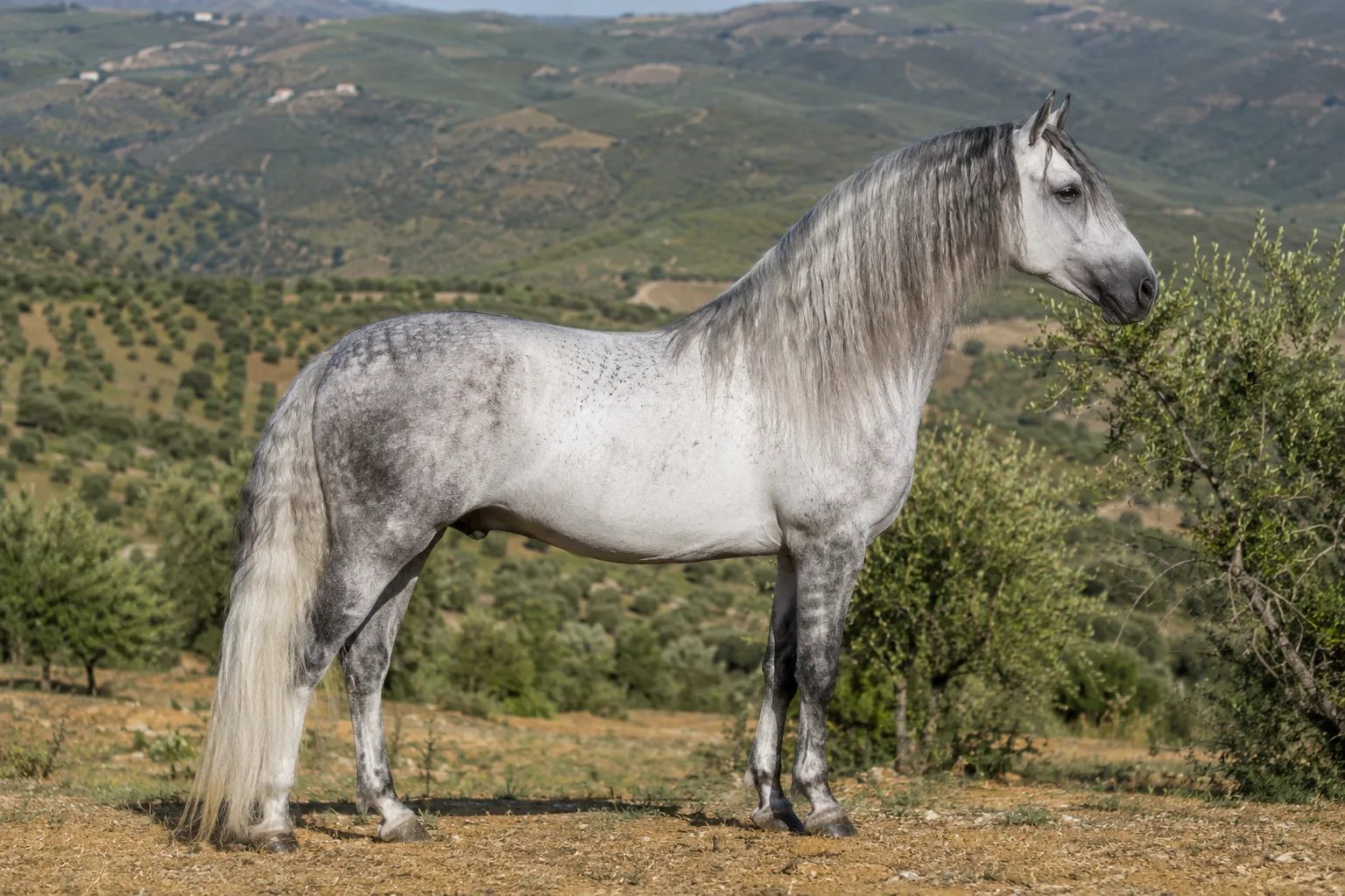 Full-body profile of a grey Andalusian (PRE) horse in a sunny Spanish countryside landscape, with an arched neck and a thick mane.