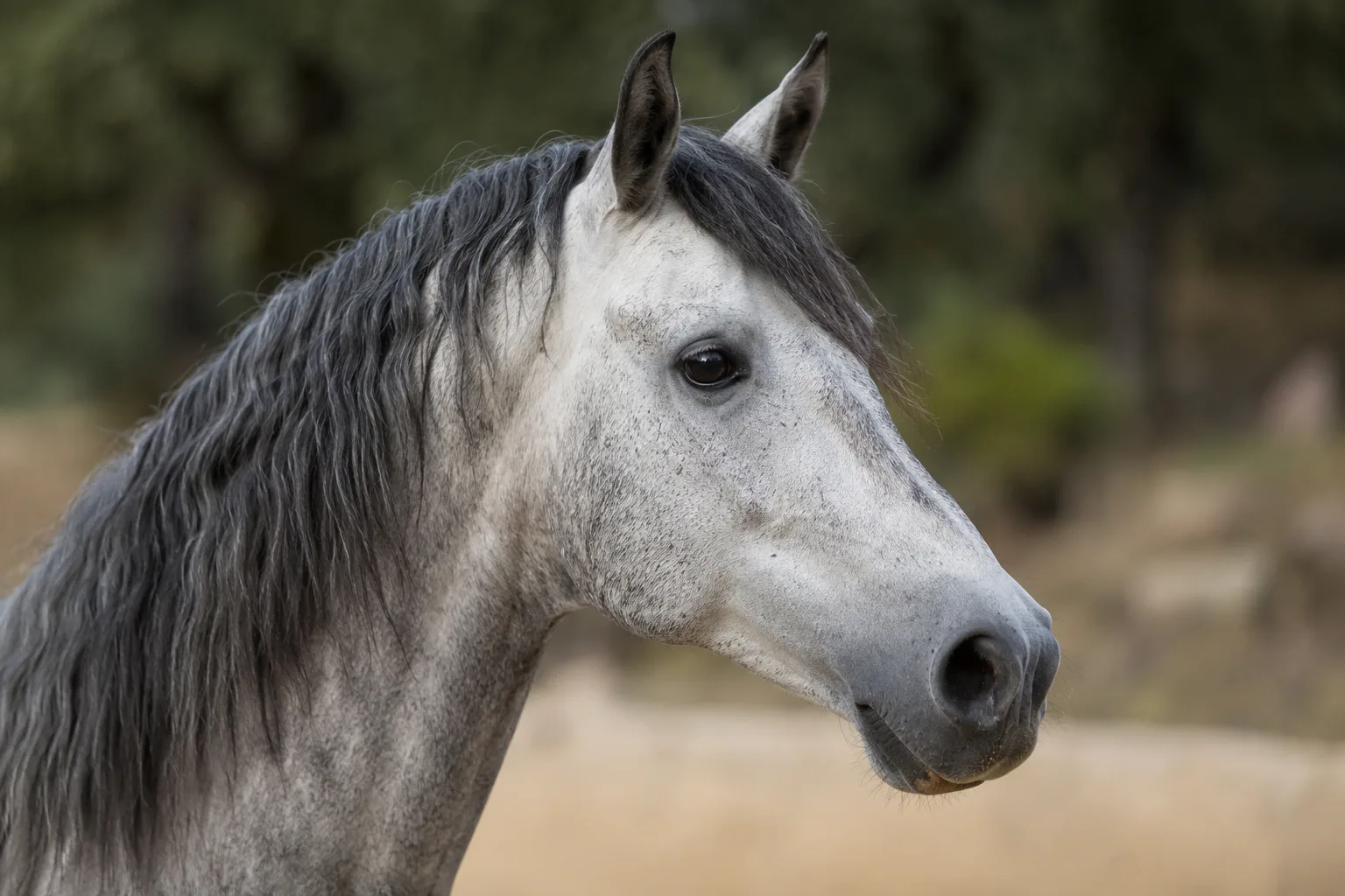 Close-up of a grey Andalusian horse's head, showing its expressive eyes and slightly convex profile.