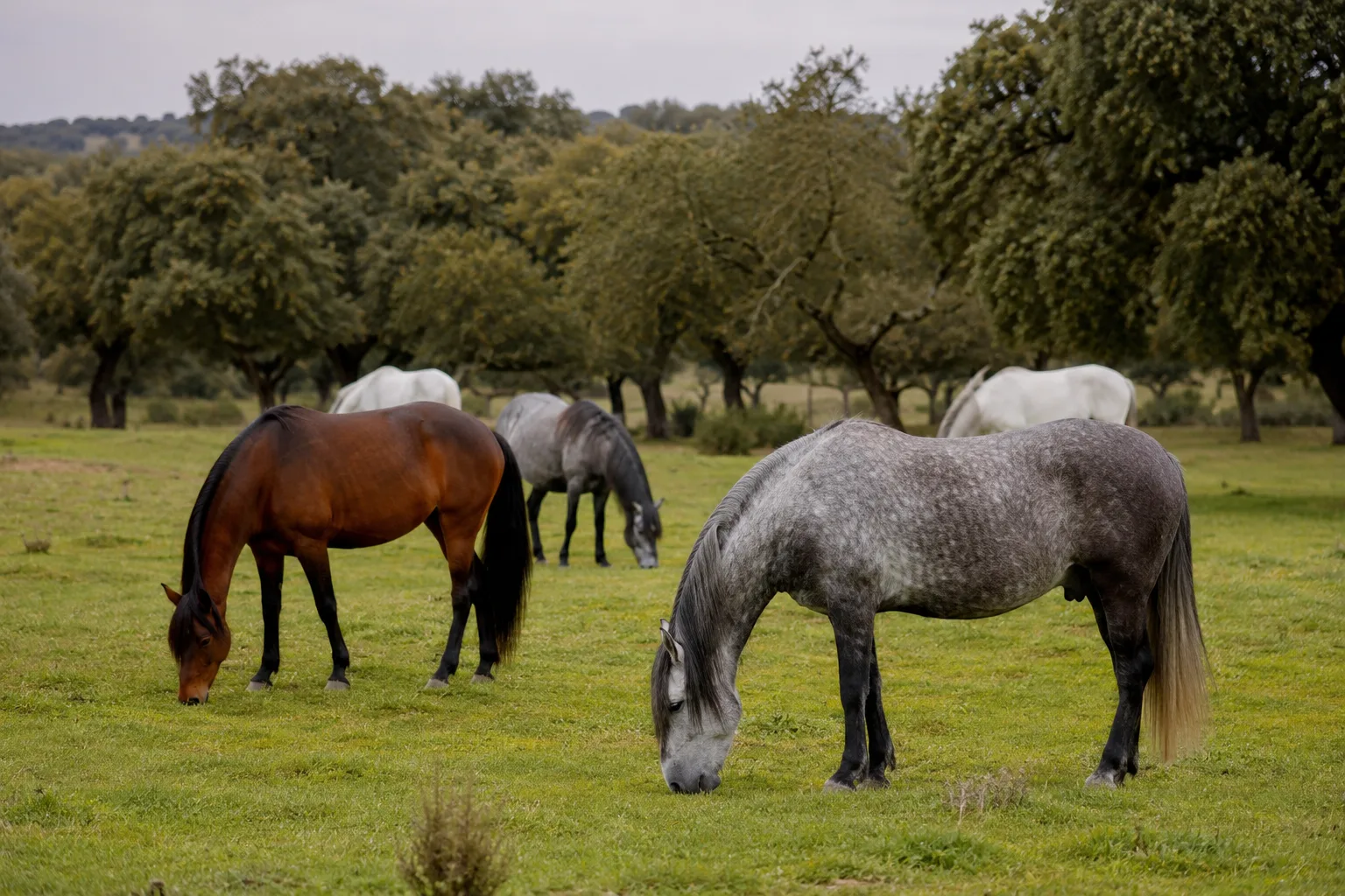 A group of Andalusian (PRE) horses of different coats (grey, bay) grazing peacefully in a lush green pasture.