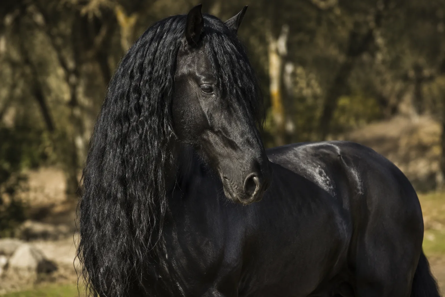 Black Andalusian (PRE) horse, highlighting its shiny coat and very thick mane and tail.
