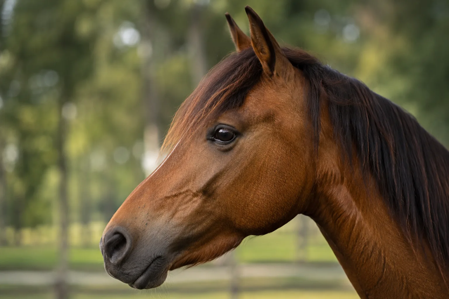 Close-up of an Andravida horse's head, highlighting its expressive eyes and straight profile.