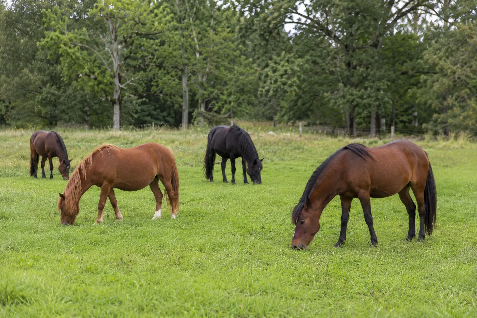 Herd of Andravida horses of various coats grazing peacefully in a Greek meadow with ancient ruins.