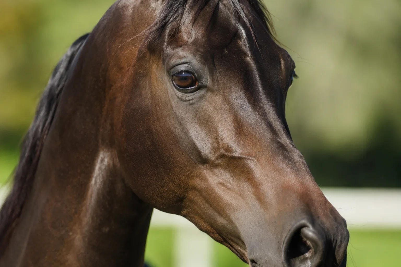 Close-up of an Anglo-Arab's expressive head, showing its large, lively eyes and refined profile.